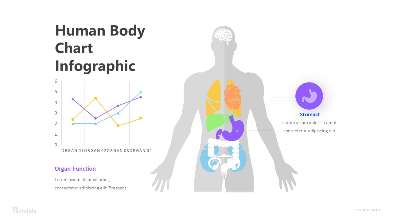 Human Body Chart Infographic Template