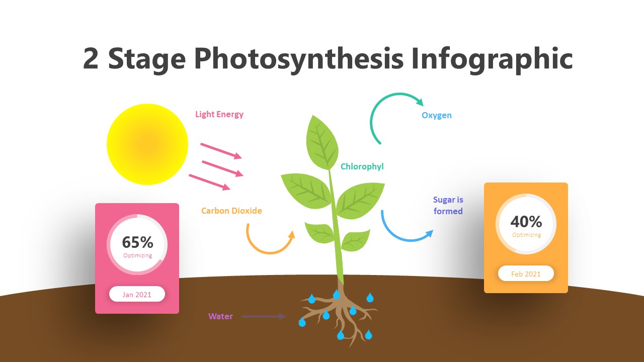 2 Stage Photosynthesis Infographic Template