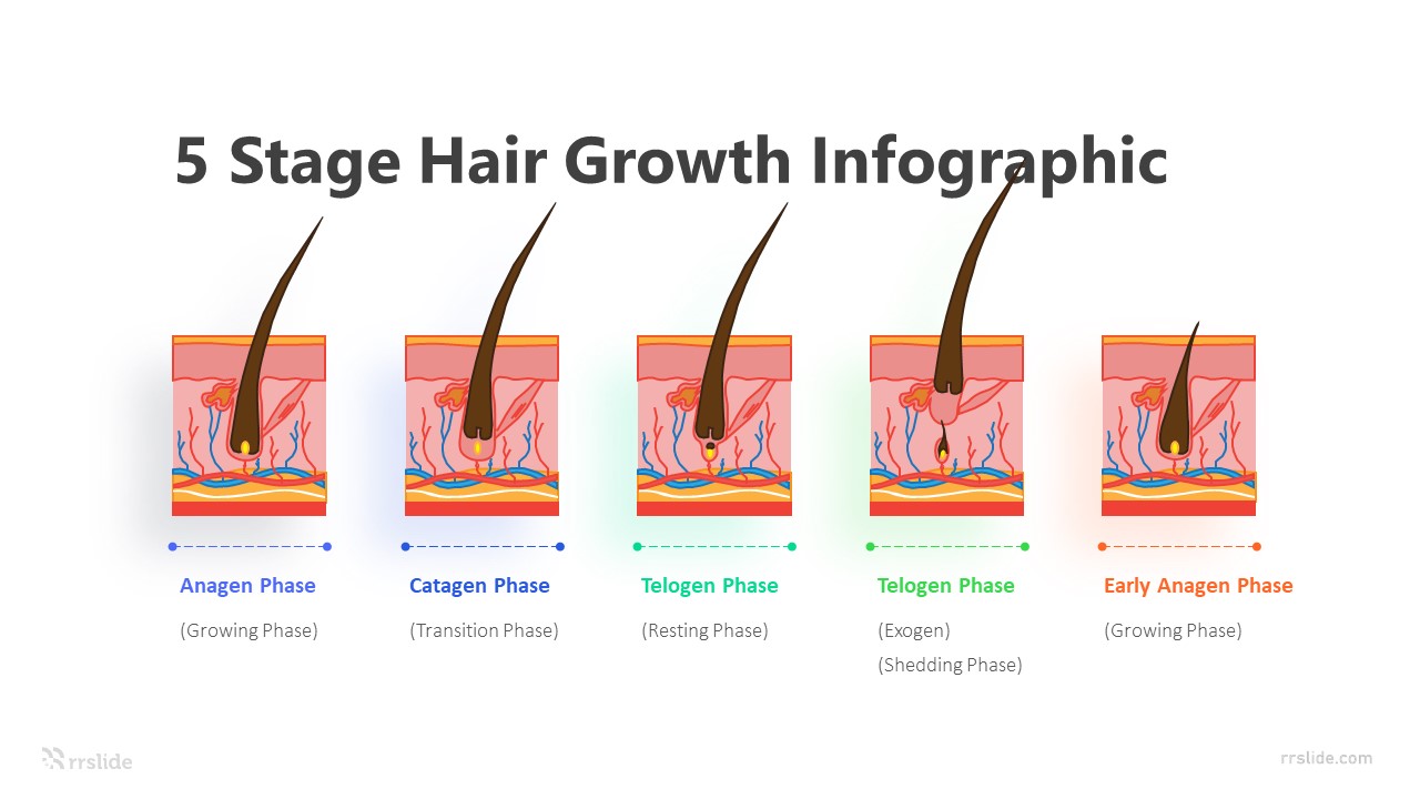 5 Stage Hair Growth Infographic Template | PPT & Keynote Templates