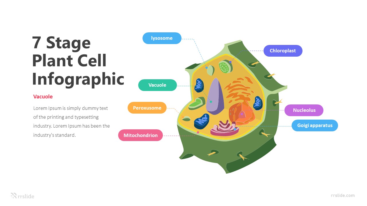 7 Stage Plant Cell Infographic Template