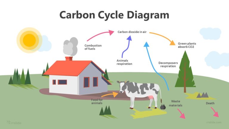 7 Step Carbon Cycle Diagram Infographic Template