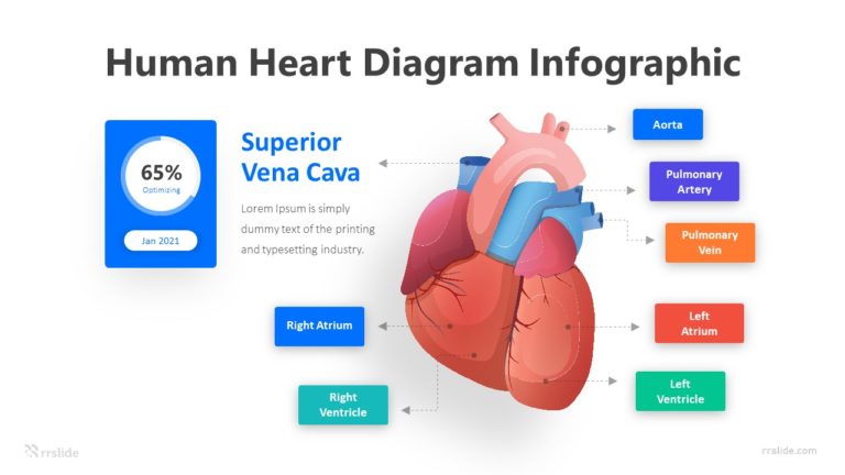 7 Human Heart Diagram Infographic Template